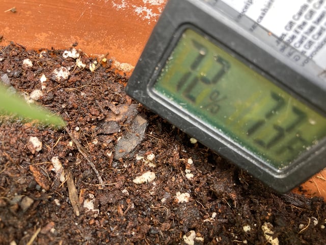 kush — vegetative, day 2