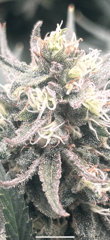 zunami s1 grounded genetics  — flower, day 81