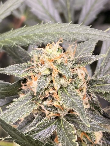 First grow — auto, day 58