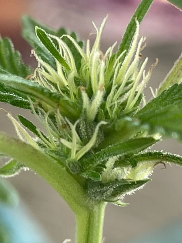 permanent marker feminised  — flower, day 33