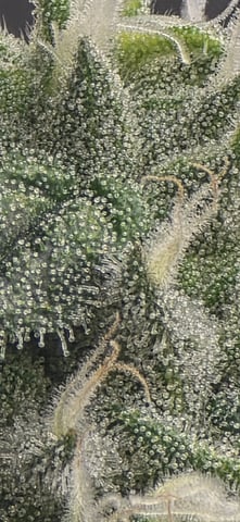 strawberry guava bx — flower, day 7