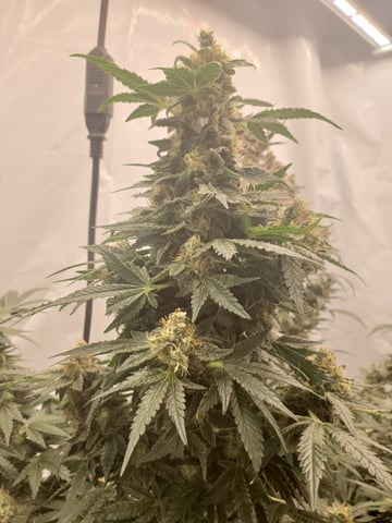 Alien Rock Candy & Grape Deebo — flower, day 103