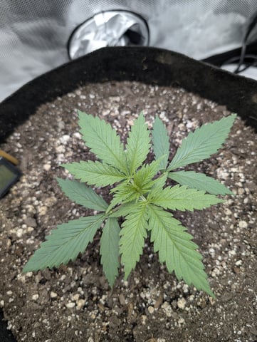 Cinderella 99 — vegetative, day 19
