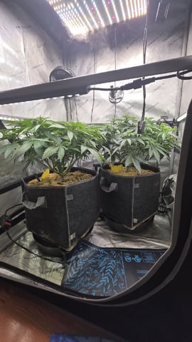 Original 1990 genetics  — flower, day 75