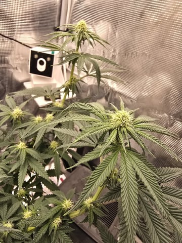  1 Blue Zushi x Venom & 1 Jack Here x Strawberry Cookies OG — flower, day 62