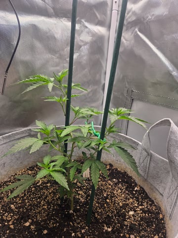 Looking for advice! — vegetative, day 21