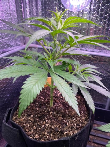 widows’ mimosa f1 — flower, day 38