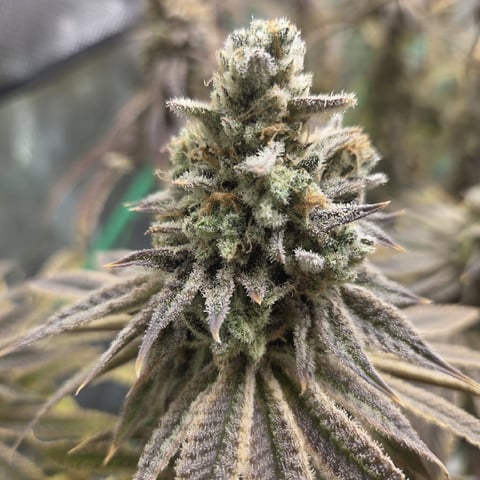 Skunk #1 โ harvest, day 168
