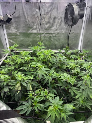 grow 4 — flower, day 58