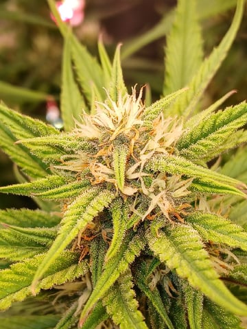 Lsd25, Dosido,GDP All Autos. — grow_setup, day 45