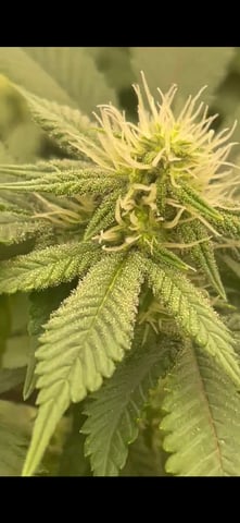 1st Ever Grow (GodFather OG) (Coco) — flower, day 108