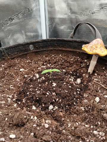 HP CC — seedling_rooting, day 11