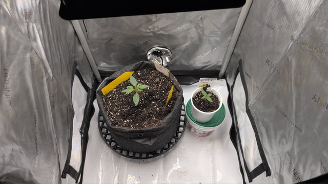 memphisto 3 bears OG, ethos high note r1 — seedling_rooting, day 12