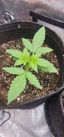 FastBuds Trainwreck Auto — vegetative, day 19