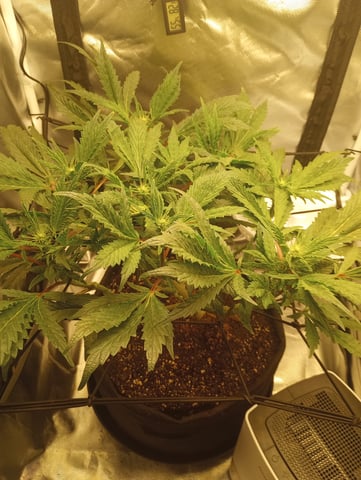 Wizard Punch first grow  — flower, day 73