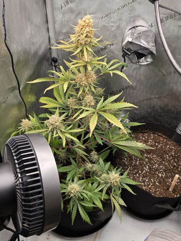 Pull my finger and Mowie Wowie — grow_setup, day 97