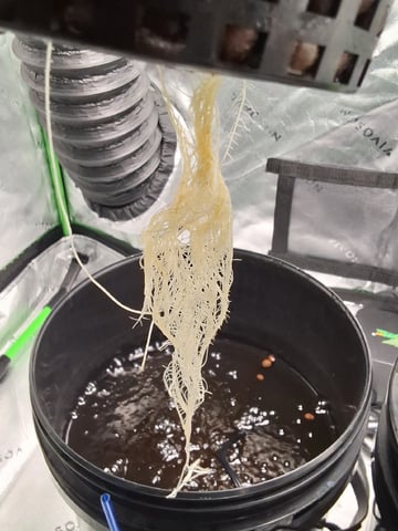 STELLA — vegetative, day 45