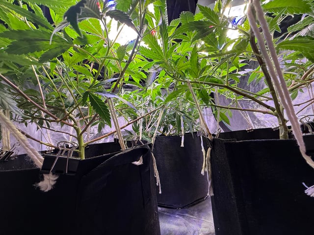 Green Gelato — vegetative, day 47