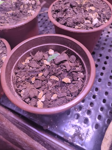 Audrey III — grow_setup, day 2