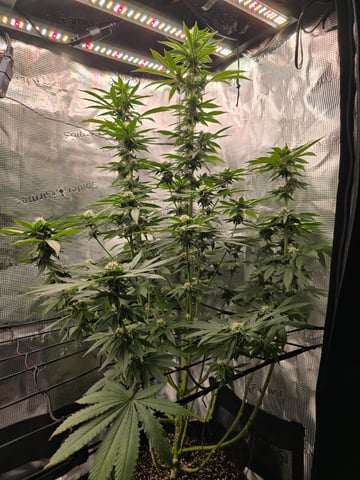Northern lights #10 2nd plant (Selkies) — flower, day 69