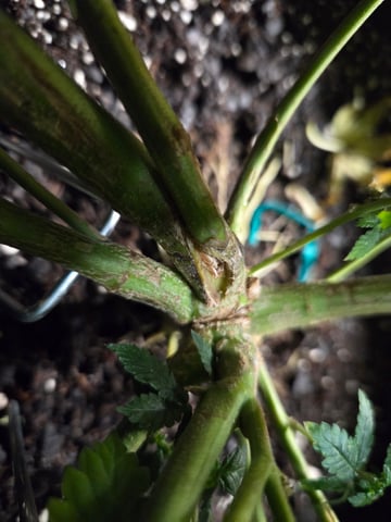 new bee's  — vegetative, day 67