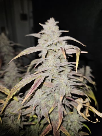 A chill grow in the small tent — harvest, day 84