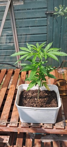 1st grow (green house)(natural) — vegetative, day 4