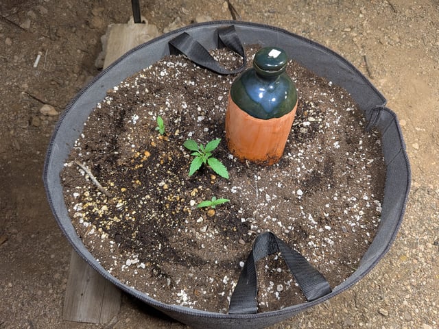 October Start — seedling_rooting, day 20