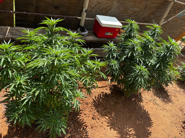 Outdoor Grow — vegetative, day 105