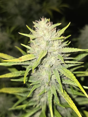 3rd Auto Grow — flower, day 86