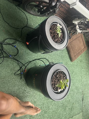Round 1 — vegetative, day 22