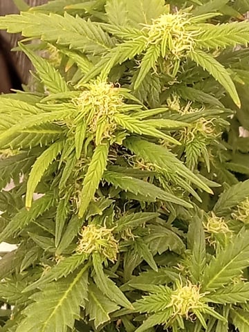 Blueberry critical kush x purple peyote wifi  and one L.a kush cake . — flower, day 58