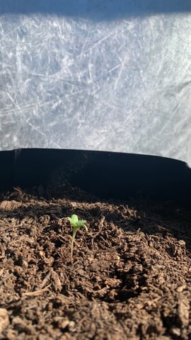 my first outdoor grow 