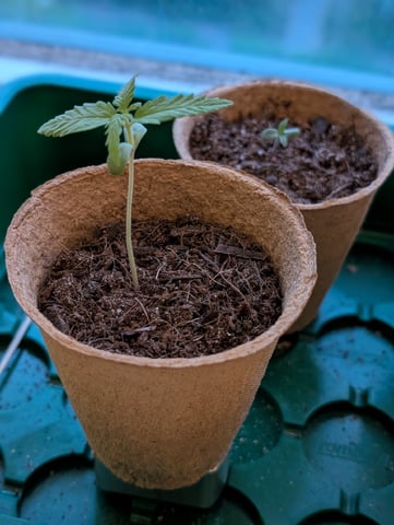 My First Grow 🪴 April '26 — seedling_rooting, day 12