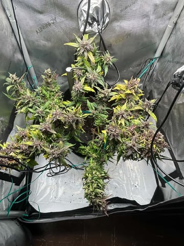 Vanna's Vanilla — auto, day 75