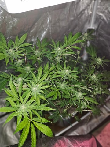 gary poppins — flower, day 98