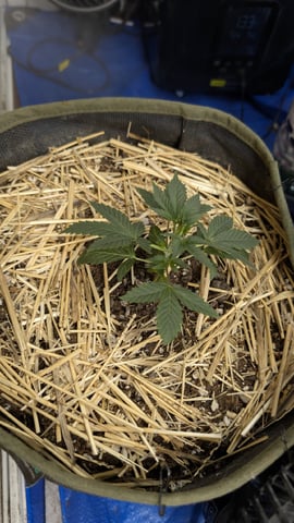 Sativa Summer Autos — vegetative, day 22
