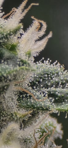 strawberry guava bx — flower, day 16