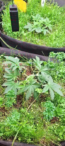 First Grow with the new setup  — vegetative, day 31