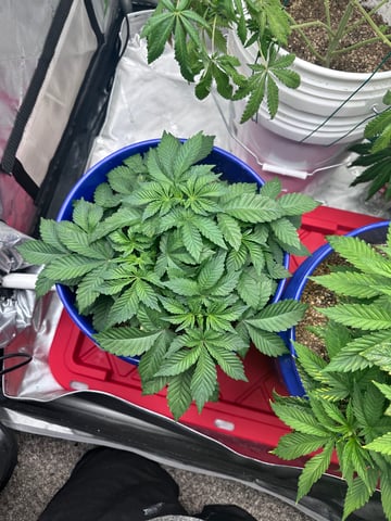 Grow#2 — vegetative, day 25