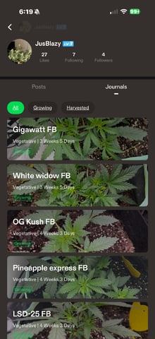 Indoor & Outdoor Grow 6 — none, day 24