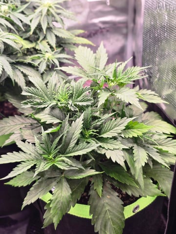 Gorilla Cookies auto  — vegetative, day 21