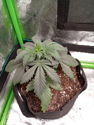 All Aboard!!! — vegetative, day 23