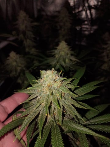 FastBuds Photo-Lemon Mandarin  — flower, day 124