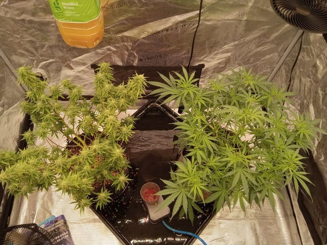 Blueberry critical kush x purple peyote wifi  and one L.a kush cake . — flower, day 77
