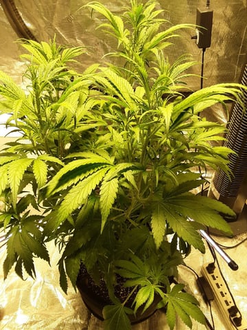 Gorilla Cookies Auto — vegetative, day 48