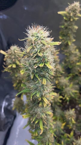 3x3 Grow