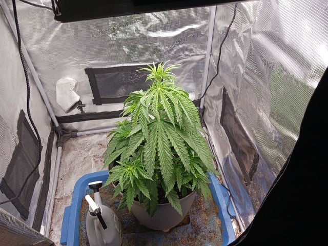 2nd Grow 2026  — vegetative, day 31