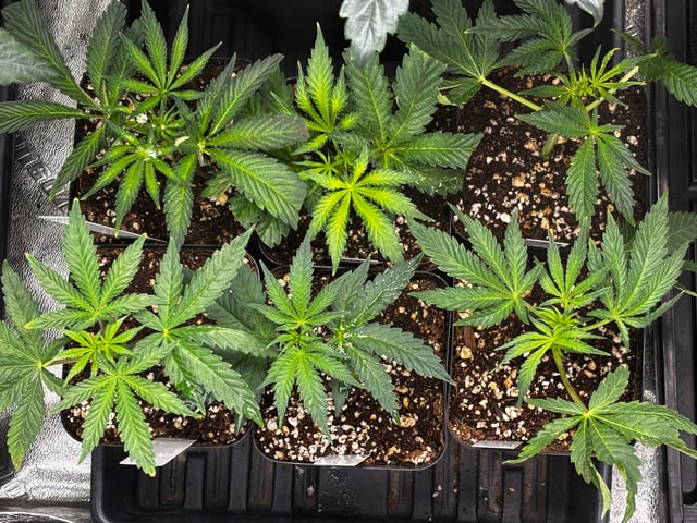 Pink Passion Fruit — vegetative, day 43