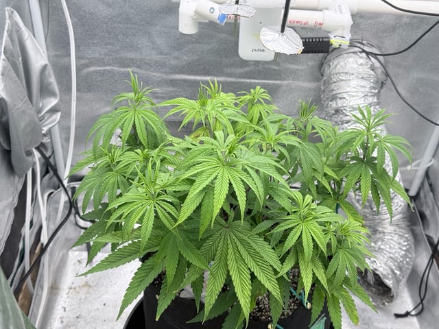 Blue Dream Grow — vegetative, day 27
